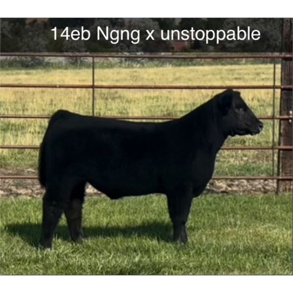 Steer Calf - Tag #: 14E B