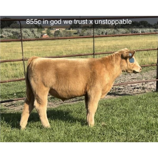 Steer Calf - Tag #: 855C