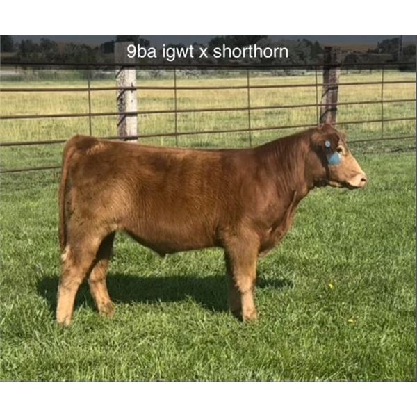 Steer Calf - Tag #: 9B A