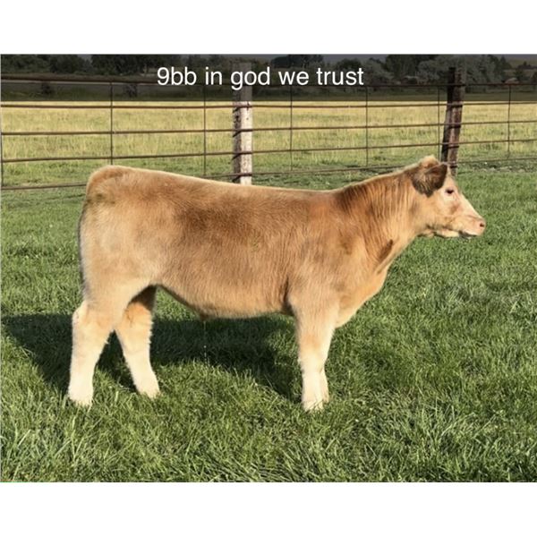 Steer Calf - Tag #: 9B B