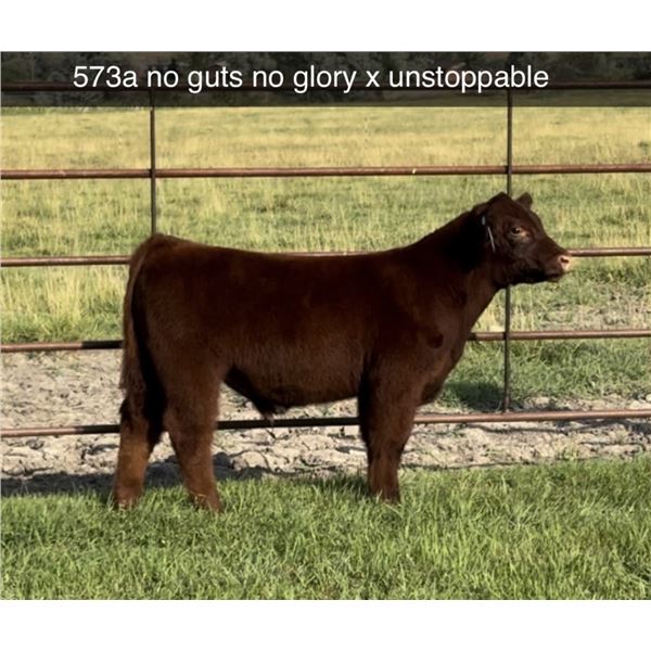Steer Calf - Tag #: 573A