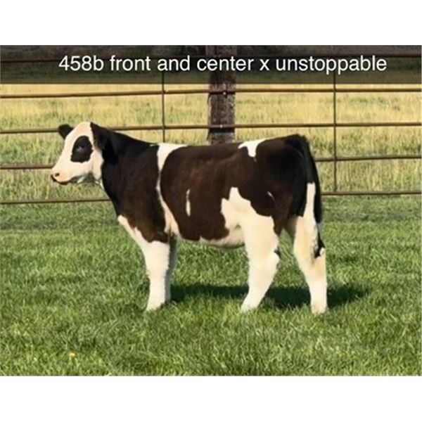 Steer Calf - Tag #: 458B
