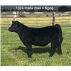 Image 1 : Steer Calf - Tag #: 1324