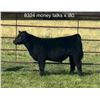 Image 1 : Steer Calf - Tag #: 8324