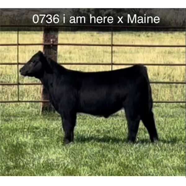 Steer Calf - Tag #: O736