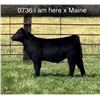 Image 1 : Steer Calf - Tag #: O736