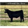 Image 1 : Steer Calf - Tag #: 1478