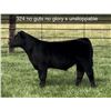 Image 1 : Steer Calf - Tag #: 324