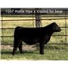 Image 1 : Steer Calf - Tag #: 1557