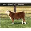 Image 1 : Steer Calf - Tag #: 9603