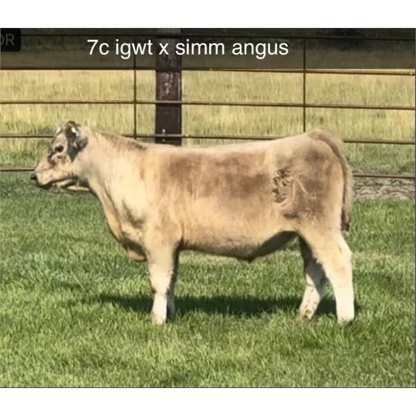 Steer Calf - Tag #: 7C