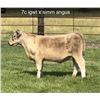 Image 1 : Steer Calf - Tag #: 7C