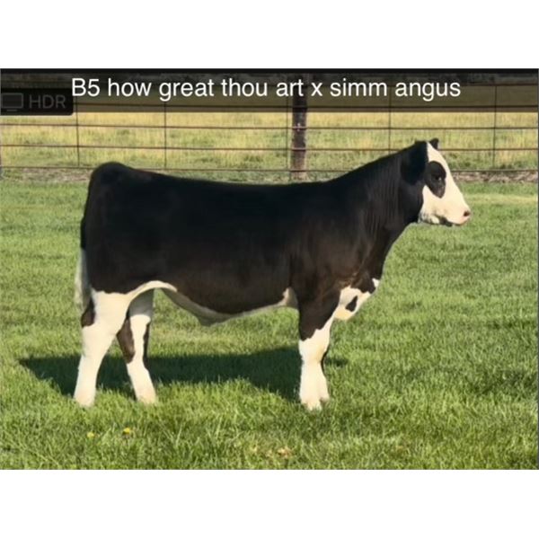 Steer Calf - Tag #: B5
