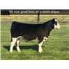 Image 1 : Steer Calf - Tag #: B5