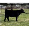 Image 1 : Steer Calf - Tag #: O808