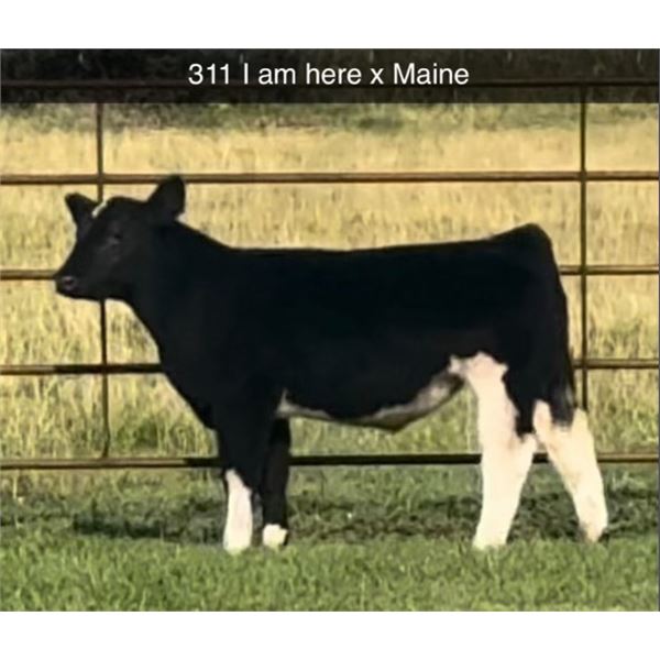 Steer Calf - Tag #: 311
