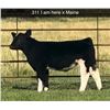 Image 1 : Steer Calf - Tag #: 311