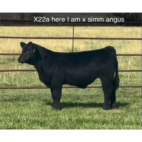 Steer Calf - Tag #: X22 A