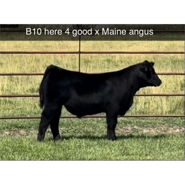 Steer Calf - Tag #: B10