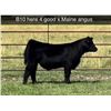 Image 1 : Steer Calf - Tag #: B10