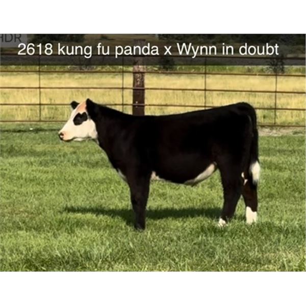 Steer Calf - Tag #: 2618