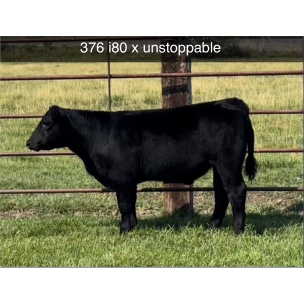 Steer Calf - Tag #: 376