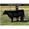 Image 1 : Steer Calf - Tag #: 376