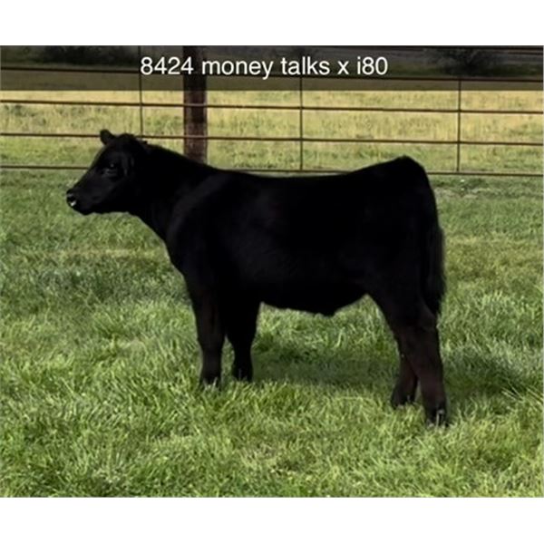 Steer Calf - Tag #: 8424