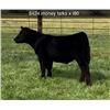 Image 1 : Steer Calf - Tag #: 8424