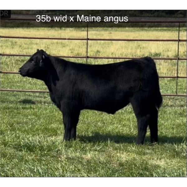 Steer Calf - Tag #: 35B