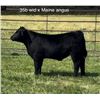 Image 1 : Steer Calf - Tag #: 35B