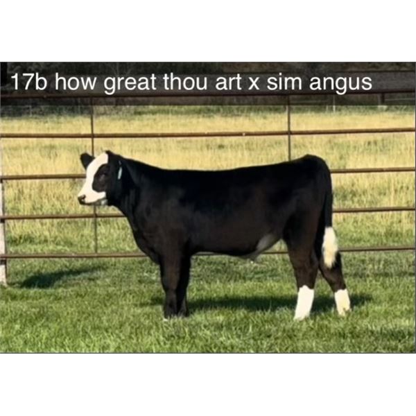 Steer Calf - Tag #: 17B
