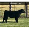 Image 1 : Steer Calf - Tag #: 873