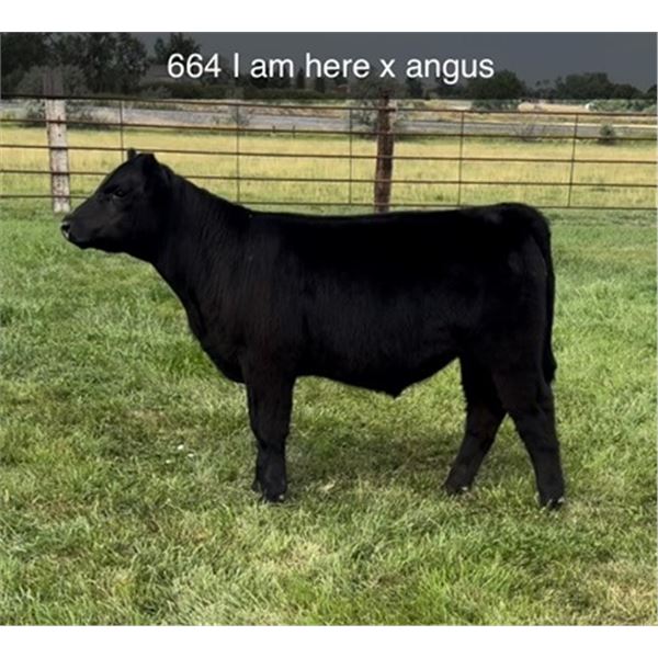 Steer Calf - Tag #: 664