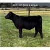 Image 1 : Steer Calf - Tag #: 664