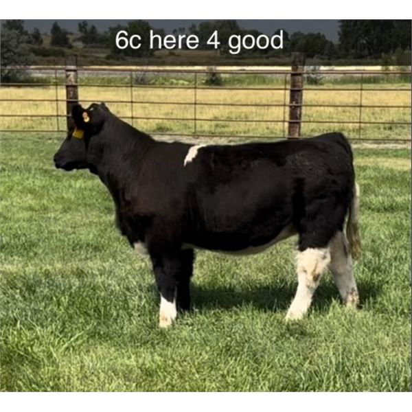 Heifer Calf - Tag #: 6C