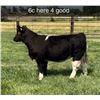 Image 1 : Heifer Calf - Tag #: 6C