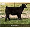 Image 1 : Heifer Calf - Tag #: 11B