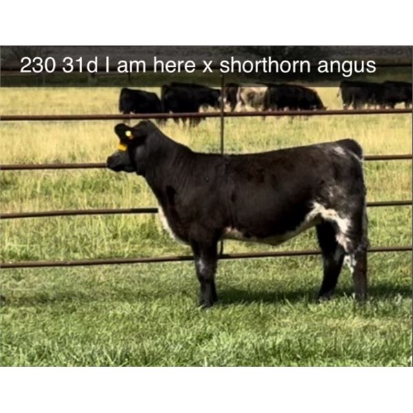 Heifer Calf - Tag #: 23D