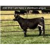 Image 1 : Heifer Calf - Tag #: 23D