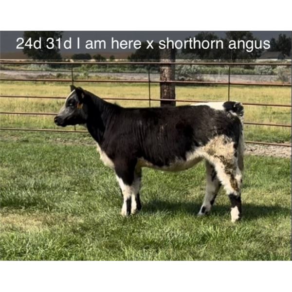 Heifer Calf - Tag #: 24D