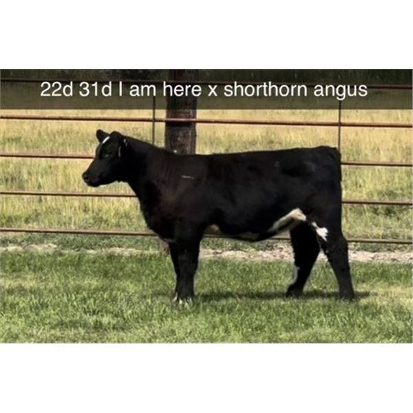 Heifer Calf - Tag #: 22E