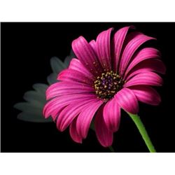 Jan De Ruth, Reflections, Signed Lithograph