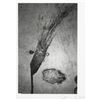 Image 1 : Tom Waits Signed Print