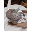 Image 3 : PAINTED COW SKULL, PAINTED PLATE