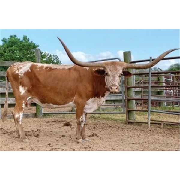 Donation Lot -VJ Alpha Chex