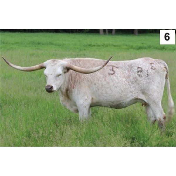 TC ROCKING BOLD LADY