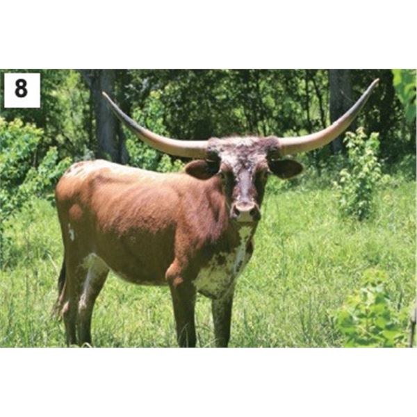 Little Ace Pretty Baby