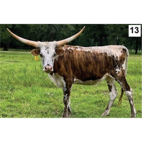 Dalgood's Shiny Apple Girl