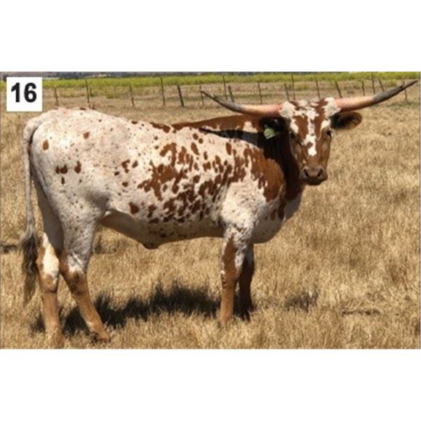 BLC Pepper Mint Patty